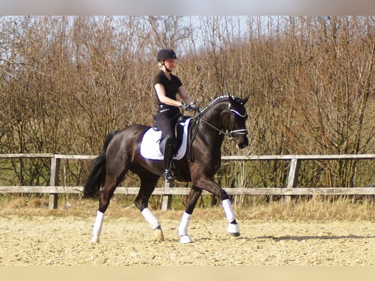 Westphalian Gelding 6 years 16 hh Black in Iserlohn