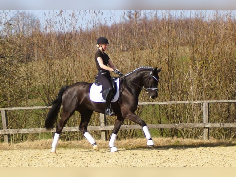 Westphalian Gelding 6 years 16 hh Black in Iserlohn
