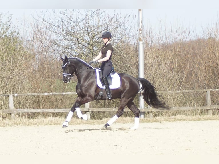 Westphalian Gelding 6 years 16 hh Black in Iserlohn
