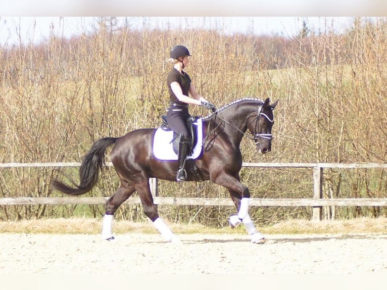 Westphalian Gelding 6 years 16 hh Black in Iserlohn