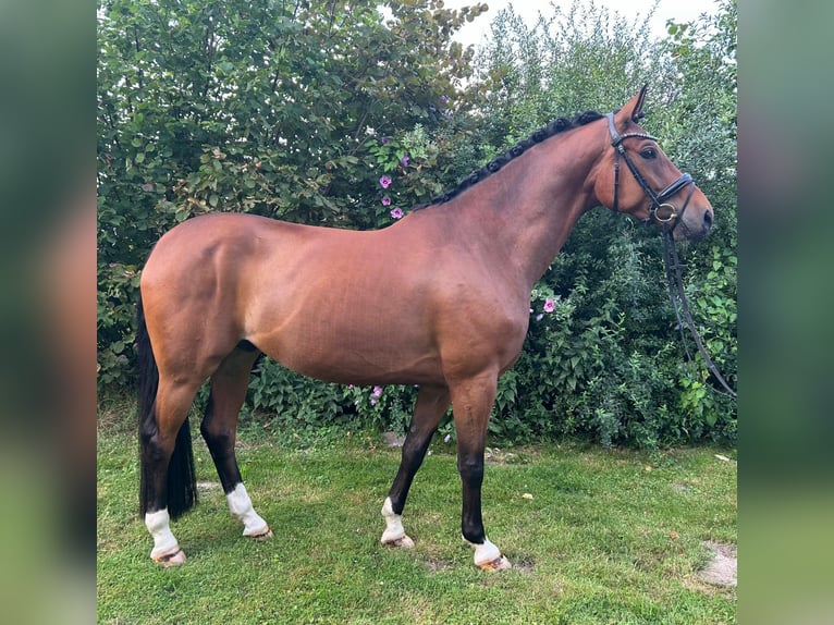 Westphalian Gelding 6 years 16 hh Brown in Petershagen