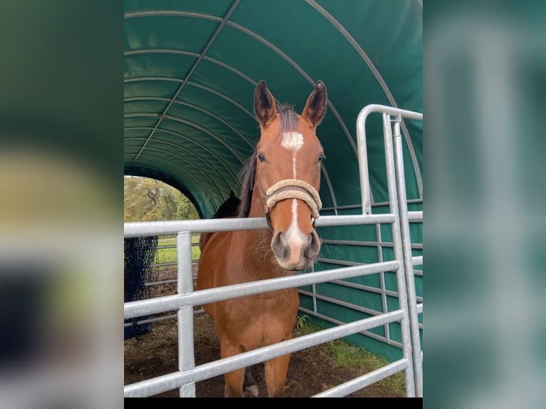 Westphalian Gelding 6 years 16 hh Brown in Rietberg