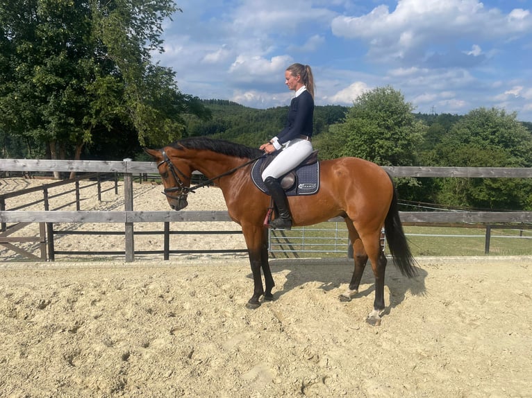 Westphalian Gelding 6 years 16 hh Brown in Freudenberg