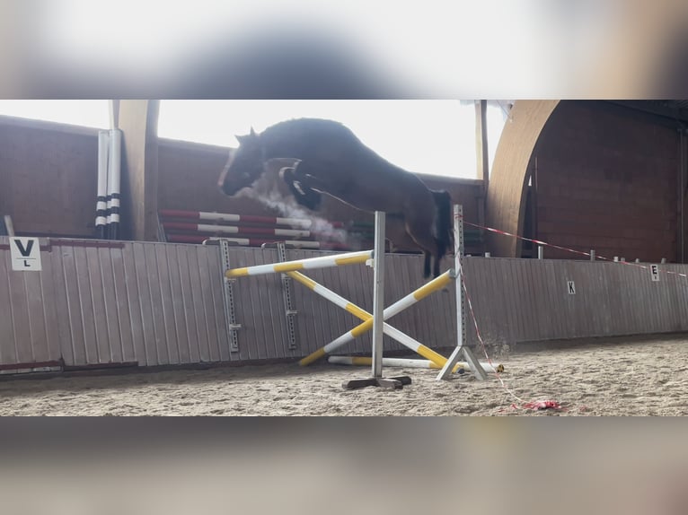 Westphalian Gelding 6 years 16 hh Brown in Freudenberg