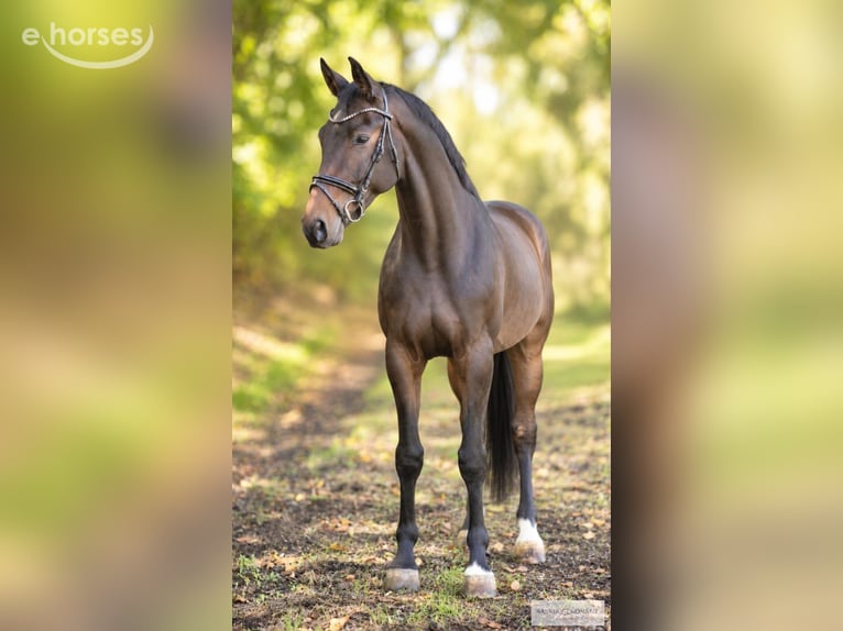Westphalian Gelding 6 years 16 hh Brown in Bruchsal
