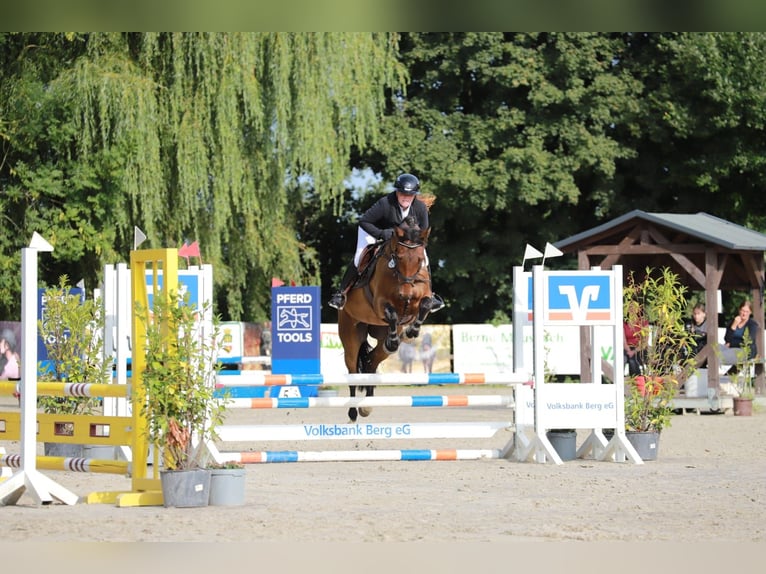 Westphalian Gelding 6 years 16 hh Brown in Marienheide