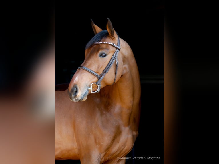 Westphalian Gelding 6 years 16 hh Brown in Porta Westfalica