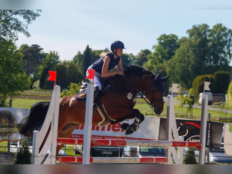 Westphalian Gelding 6 years 16 hh Brown in Porta Westfalica