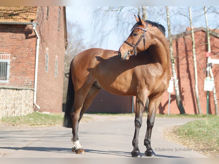 Westphalian Gelding 6 years 16 hh Brown in Porta Westfalica