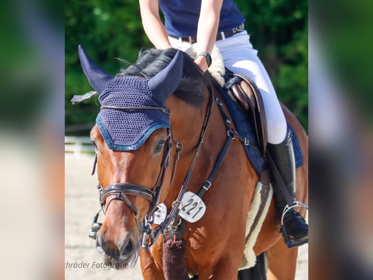 Westphalian Gelding 6 years 16 hh Brown in Porta Westfalica