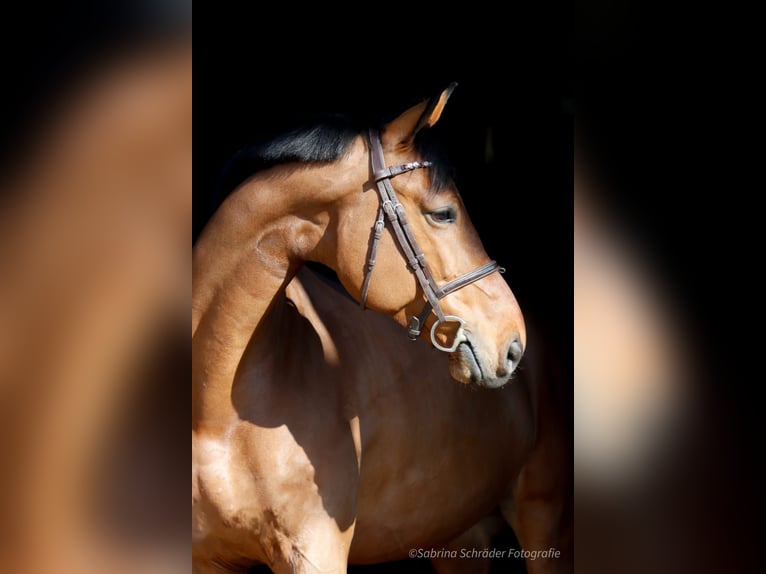 Westphalian Gelding 6 years 16 hh Brown in Porta Westfalica