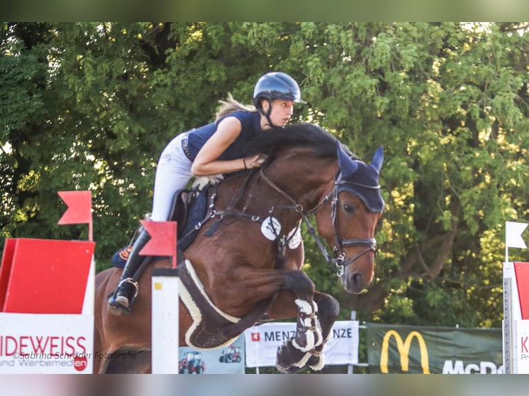 Westphalian Gelding 6 years 16 hh Brown in Porta Westfalica