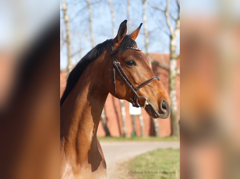 Westphalian Gelding 6 years 16 hh Brown in Porta Westfalica