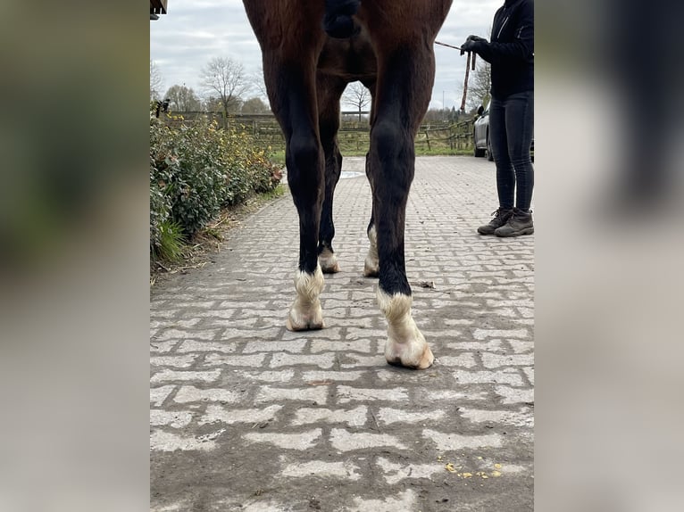 Westphalian Gelding 6 years 16 hh Brown in Münster