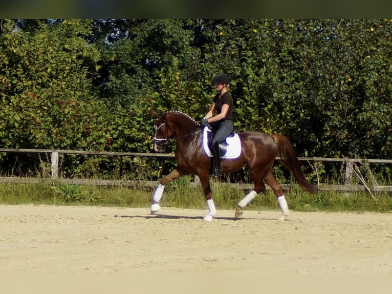 Westphalian Gelding 6 years 16 hh Chestnut in Iserlohn