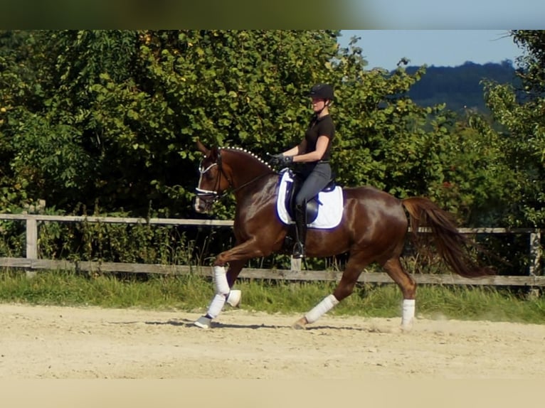 Westphalian Gelding 6 years 16 hh Chestnut in Iserlohn