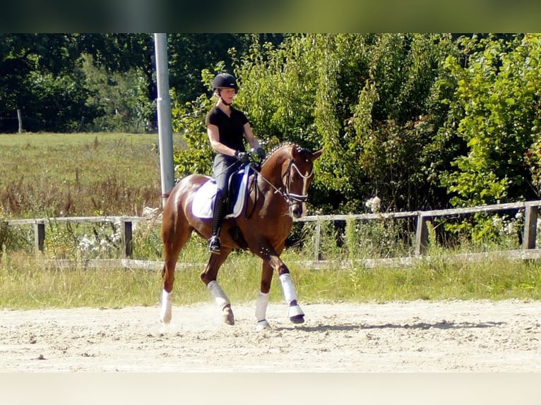 Westphalian Gelding 6 years 16 hh Chestnut in Iserlohn