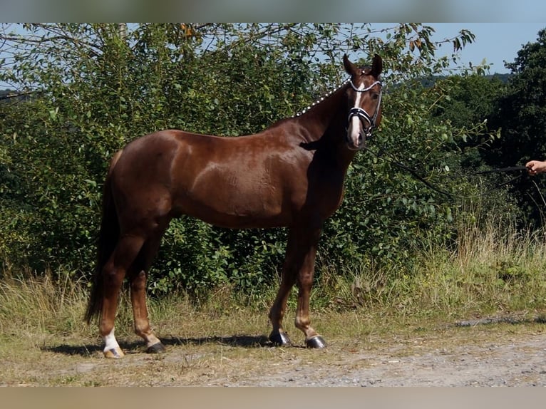 Westphalian Gelding 6 years 16 hh Chestnut in Iserlohn