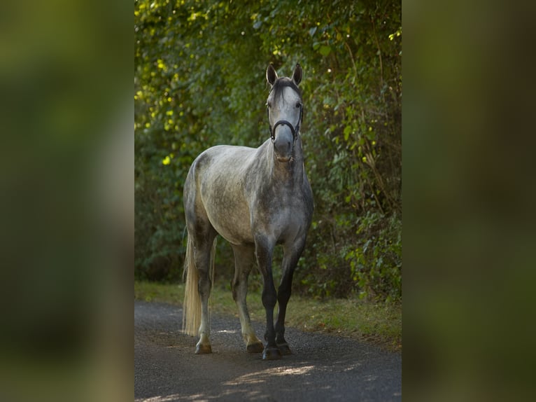 Westphalian Gelding 6 years 16 hh Grey in &#x10C;esk&#xE1; L&#xED;pa