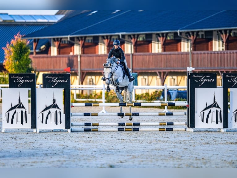 Westphalian Gelding 6 years 16 hh Grey in Liberec