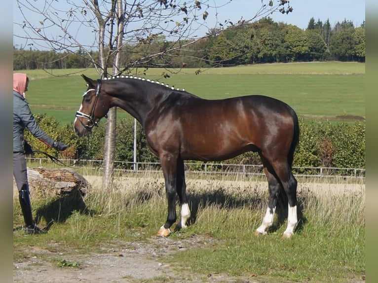 Westphalian Gelding 6 years 16,1 hh Bay-Dark in Iserlohn