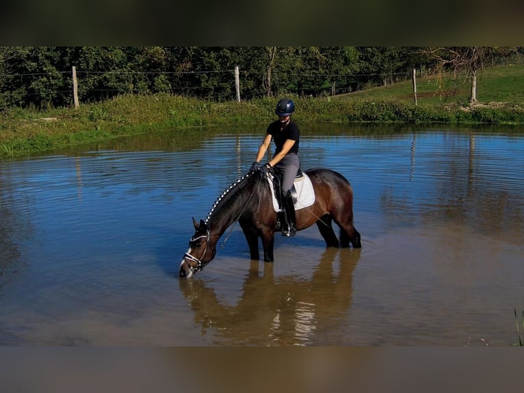 Westphalian Gelding 6 years 16,1 hh Bay-Dark in Iserlohn