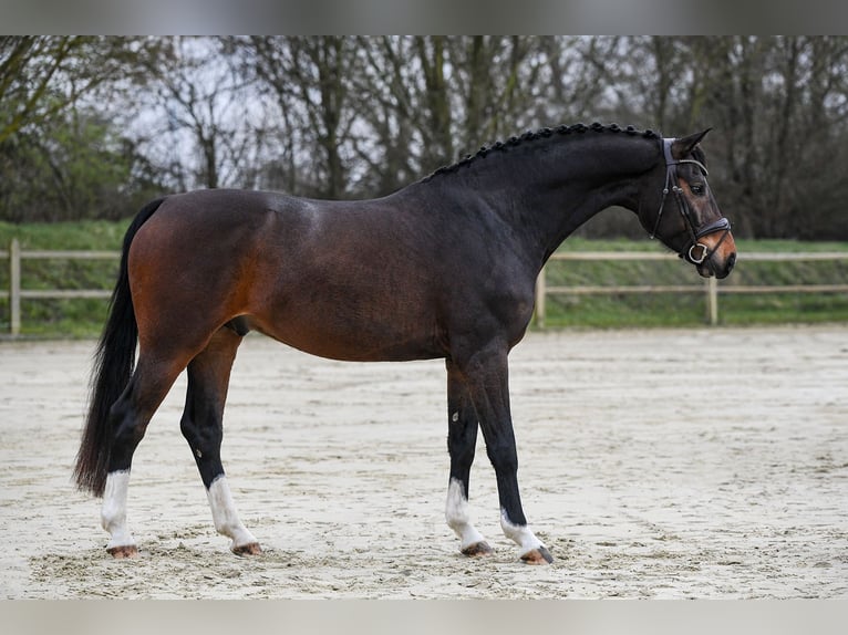 Westphalian Gelding 6 years 16,1 hh Bay-Dark in Riedstadt