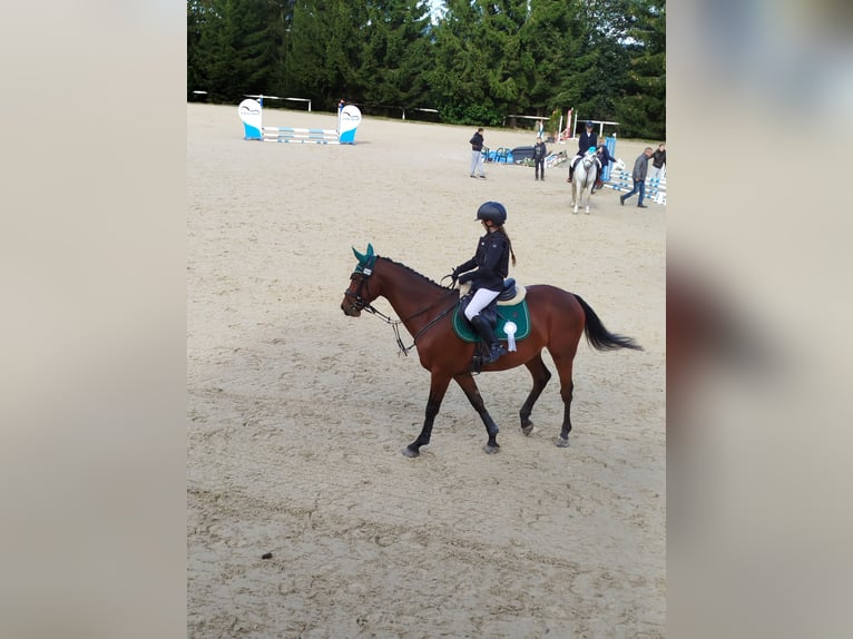 Westphalian Gelding 6 years 16,1 hh Bay-Dark in Nebanice