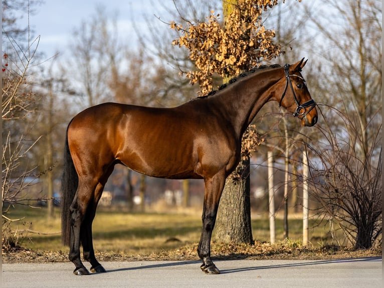 Westphalian Gelding 6 years 16,1 hh Brown in Rosenheim
