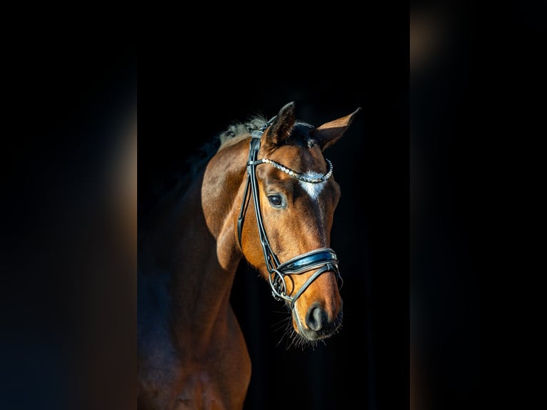 Westphalian Gelding 6 years 16,1 hh Brown in Rosenheim