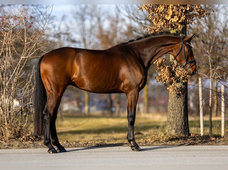 Westphalian Gelding 6 years 16,1 hh Brown in Rosenheim