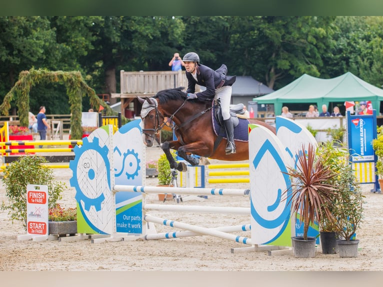 Westphalian Gelding 6 years 16,1 hh Brown in Schüttorf Westphalian Gelding 6 years 16,1 hh Brown in Schüttorf