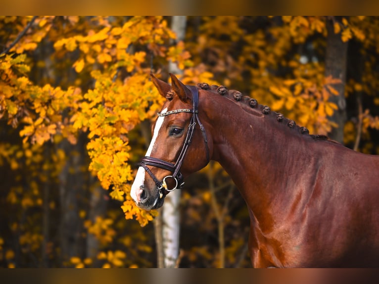 Westphalian Gelding 6 years 16,1 hh Chestnut in P&#x159;el&#xED;c
