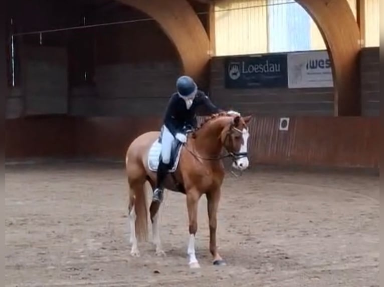 Westphalian Gelding 6 years 16,1 hh Chestnut-Red in Frankfurt am Main