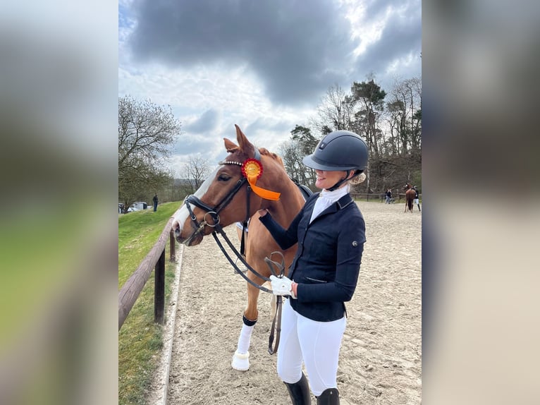 Westphalian Gelding 6 years 16,1 hh Chestnut-Red in Frankfurt am Main