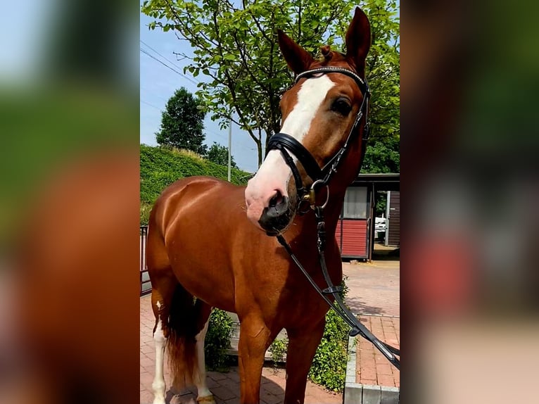 Westphalian Gelding 6 years 16,1 hh Chestnut-Red in Frankfurt am Main