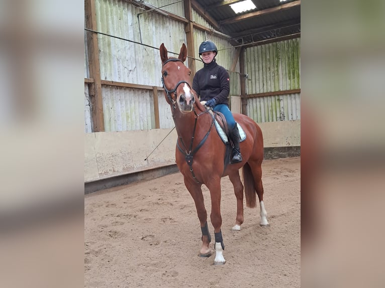 Westphalian Gelding 6 years 16,1 hh Chestnut-Red in Messel