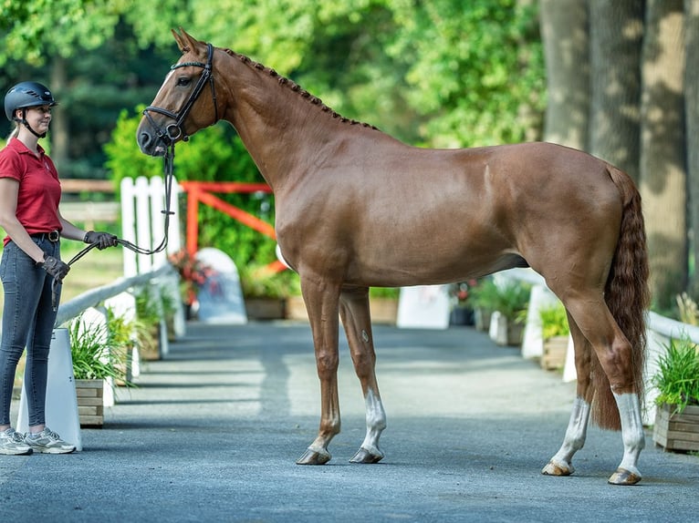 Westphalian Gelding 6 years 16,1 hh Chestnut-Red in M&#xFC;nster-Handorf