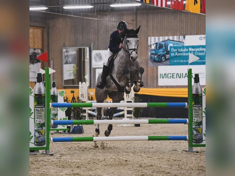 Westphalian Gelding 6 years 16,1 hh Gray-Dapple in Diepoldsau