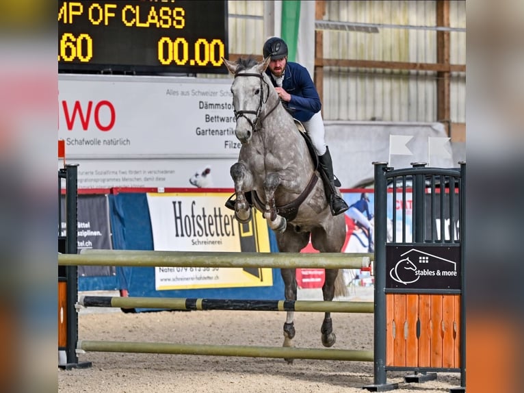 Westphalian Gelding 6 years 16,1 hh Gray-Dapple in Diepoldsau
