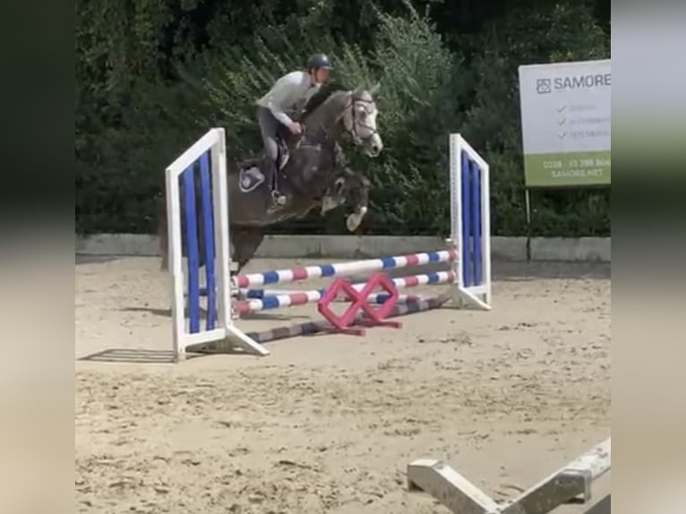 Westphalian Gelding 6 years 16,1 hh Grey in Windhagen