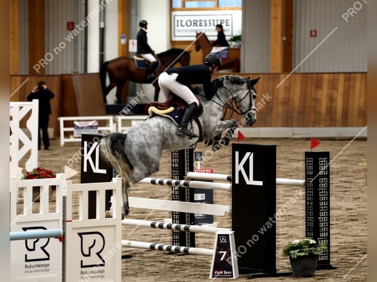 Westphalian Gelding 6 years 16,1 hh Grey in Leschede