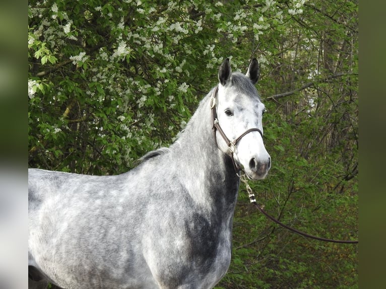 Westphalian Gelding 6 years 16,1 hh Grey in Verl