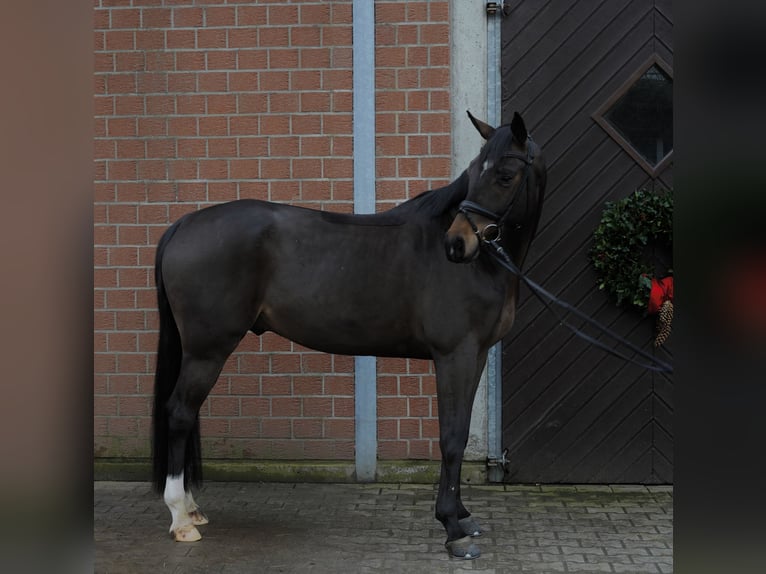 Westphalian Gelding 6 years 16,1 hh Smoky-Black in Voerde