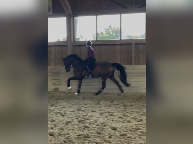 Westphalian Gelding 6 years 16,2 hh Bay-Dark in Dachau