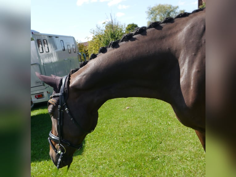 Westphalian Gelding 6 years 16,2 hh Bay-Dark in Dachau