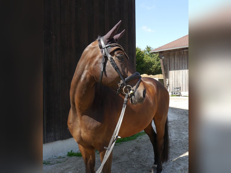 Westphalian Gelding 6 years 16,2 hh Bay-Dark in Dachau