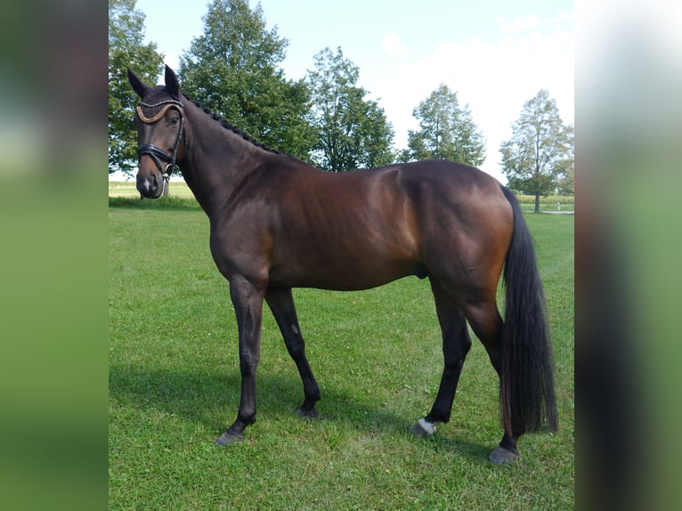 Westphalian Gelding 6 years 16,2 hh Bay-Dark in Dachau