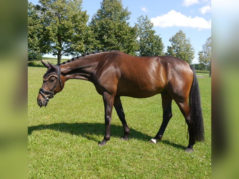Westphalian Gelding 6 years 16,2 hh Bay-Dark in Dachau