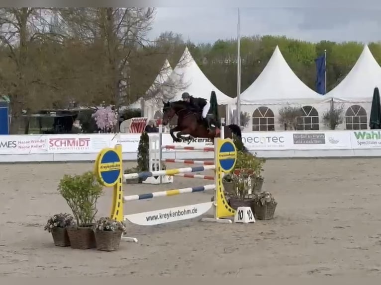 Westphalian Gelding 6 years 16,2 hh Bay-Dark in Bad Driburg